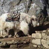 Everest Base Camp Trek – 16 Days with Extra Free Days in Kathmandu traveler photo #3