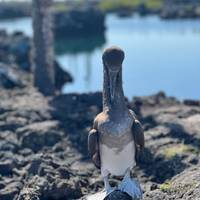 Photo de voyageur Galápagos Multisport #1