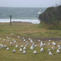 Wildes Tasmanien - 4 Tage Reise-Foto #2