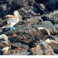 Galápagos Multisport mit Quito Reise-Foto #2