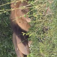 Photo de voyageur 5 jours de safari dans le parc national Kruger et sur la route panoramique #2