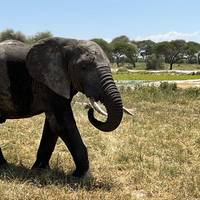Luxueuze & authentieke safari door het nationaal park Serengeti - 4 dagen: foto van de reiziger #1