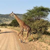 Luxueuze & authentieke safari door het nationaal park Serengeti - 4 dagen: foto van de reiziger #2