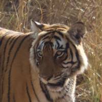 Adventures Ranthambore Wildlife Safari Tour with Golden Triangle 7Days traveler photo #1