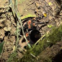 Rafting, Wandern und Entdeckung Costa Ricas Reise-Foto #3