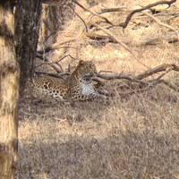 Aventuras en Ranthambore: safari por la fauna salvaje desde Delhi con safari Rides: foto del viajero #2
