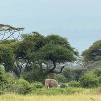 Fantastische combinatie-safaritocht door Kenia & Tanzania - 6 dagen: foto van de reiziger #2