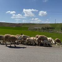 Photo de voyageur Circuit privé de 6 jours de Casablanca à Marrakech #3