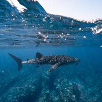 7 Day Perth to Exmouth Explorer & Ningaloo Reef Return - from Perth traveler photo #1