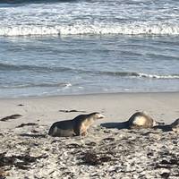 Isla Canguro 2 días 1 noche Aventura de Vida Salvaje en grupo pequeño: foto del viajero #2