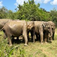 Sri Lanka Highlights Express: foto del viajero #1