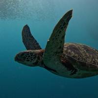 Philippines Island Experience traveler photo #1