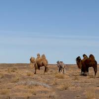 Photo de voyageur Trésors de Mongolie - Oct- May #2