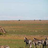Photo de voyageur 3 jours - Safari dans le parc national de Ruaha - vol depuis Zanzibar ou Dar Es Salaam #1