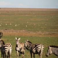 Photo de voyageur 3 jours - Safari dans le parc national de Ruaha - vol depuis Zanzibar ou Dar Es Salaam #2