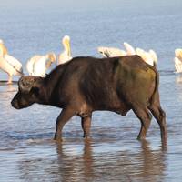 Kenia & Tansania Safari: Zwei Fliegen mit einer Klappe (nachhaltiger Reisen) Reise-Foto #1