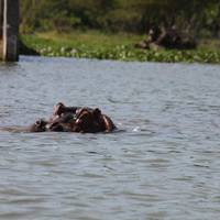 Kenia & Tansania Safari: Zwei Fliegen mit einer Klappe (nachhaltiger Reisen) Reise-Foto #2