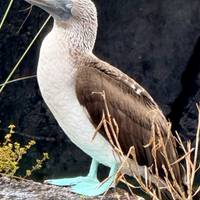 Salto de Isla en Galápagos (6 destinations): foto del viajero #1