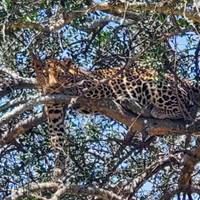 4 Tage Mikumi & Udizungwa Nationalparks Safari Reise-Foto #1