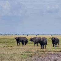 4 Tage Mikumi & Udizungwa Nationalparks Safari Reise-Foto #3