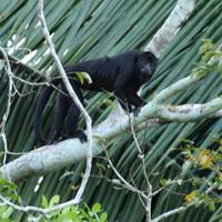 Manaus Amazonas Dschungelabenteuer - 5 Tage, 4 Nächte Reise-Foto #2
