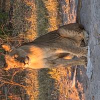 Photo de voyageur Namibie, Botswana et chutes - 14 jours #1