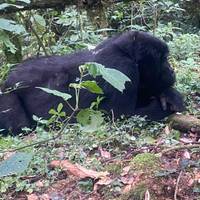 Sie Ruanda & Uganda Gorillas und Big 5 (Exklusiv Privat) Reise-Foto #3