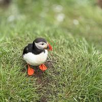 Ruta de circunvalación de Islandia en verano de 8 Días y Tierras Altas de Landmannalaugar en grupo pequeño: foto del viajero #3