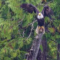 De Canadese Rockies: foto van de reiziger #2