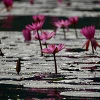 Hanoi, Ninh Binh, Ha Long Bay & Lan Ha Bay Kreuzfahrt 3 Tage Reise-Foto #1