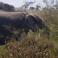 10 Tage erschwingliche Abenteuer-Safari Reise-Foto #1