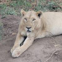 10 Tage erschwingliche Abenteuer-Safari Reise-Foto #2
