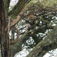 Nairobi to Zanzibar: Serengeti & Sunsets traveler photo #1