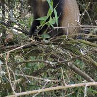 3 Días de Rastreo de Gorilas en el PN de Gorilas de Mgahinga por Ruanda: foto del viajero #3