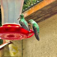 De essentie van Costa Rica - een reispakket - incl. Guanacaste: foto van de reiziger #1