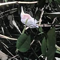 Viajes: Descubre Costa Rica Viajes de National Geographic: foto del viajero #2