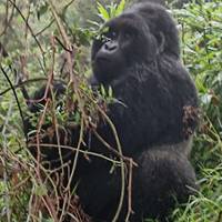 11 Day Chimpanzee Trekking, Gorilla Tracking & Wildlife Safari traveler photo #1