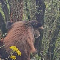 11 Day Chimpanzee Trekking, Gorilla Tracking & Wildlife Safari traveler photo #3