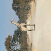 Maun Höhepunkte Safari - Komfort (3 Tage, 2 Nächte) Reise-Foto #1