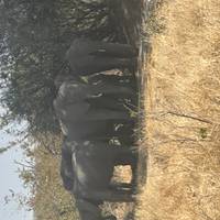 Maun Höhepunkte Safari - Komfort (3 Tage, 2 Nächte) Reise-Foto #3