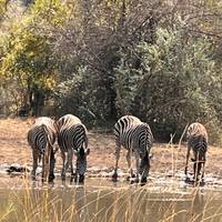 3 Días | Reserva de los 5 Grandes de Pilanesberg: foto del viajero #2