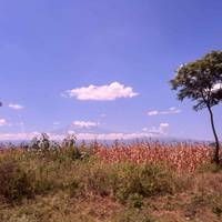 7-Day Machame Route traveler photo #1