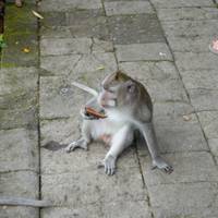 Legendarisch Indonesië – 15 dagen: foto van de reiziger #3