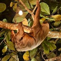 Photo de voyageur Volcans, nature et Caraïbes #2