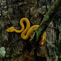 Photo de voyageur Volcans, nature et Caraïbes #3