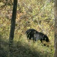 4-daagse Yellowstone en Tetons diepgaande rondreis vanuit Salt Lake City met kleine groep: foto van de reiziger #1