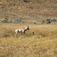 4-daagse Yellowstone en Tetons diepgaande rondreis vanuit Salt Lake City met kleine groep: foto van de reiziger #2
