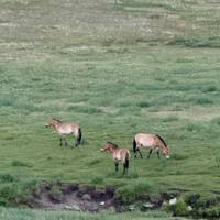 Essence of Mongolia - 5 Days traveler photo #2