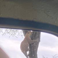 Safari de 3 días por Tanzania: foto del viajero #1
