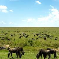 7 dagen Kenia en Tanzania combineren safari: foto van de reiziger #2